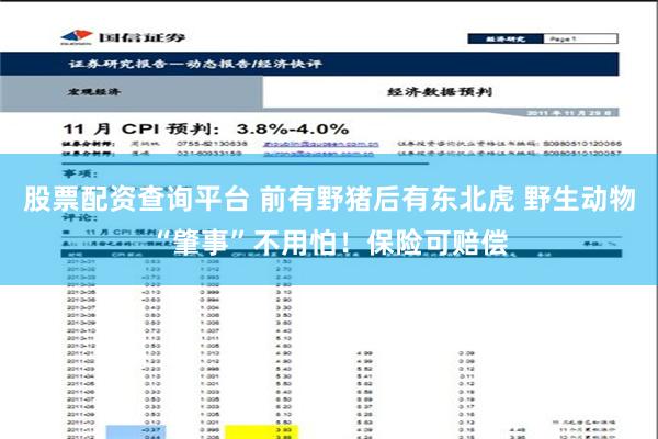 股票配资查询平台 前有野猪后有东北虎 野生动物“肇事”不用怕！保险可赔偿